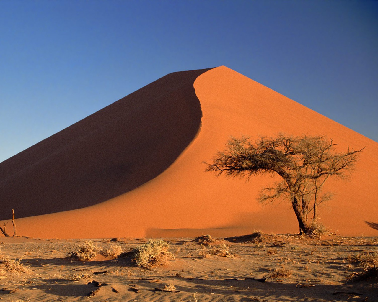 Дюны и Дерево Акации / Пустыня Намиб / Намибия / Африка