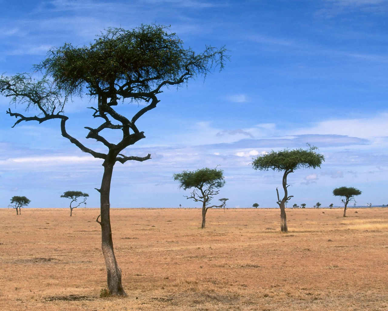 Рассеянные Деревья Акации / Кения / Африка