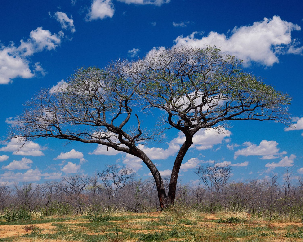 Шакаве / Ботсвана / Африка