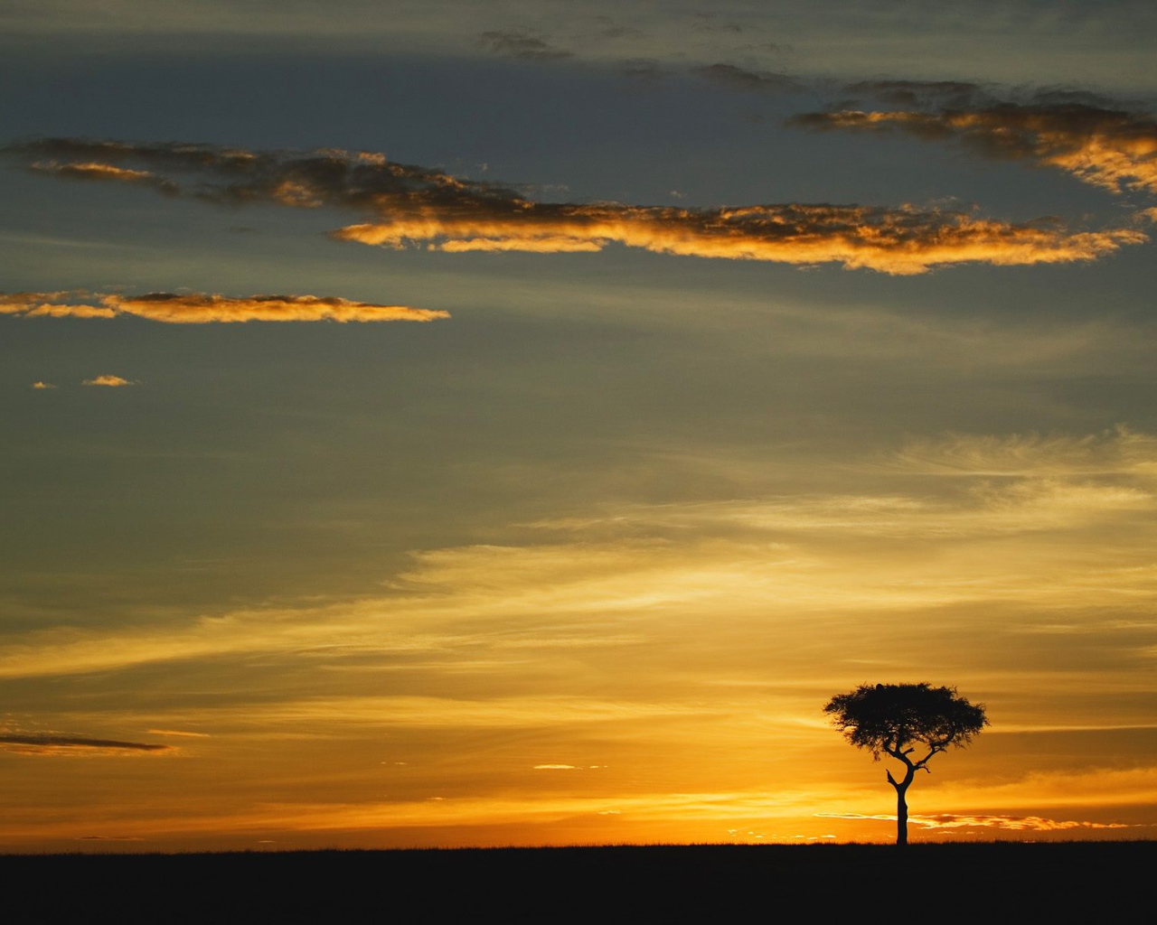 Единственное Дерево Акации в Восходе солнца / Masai Mara / Кения / Африка