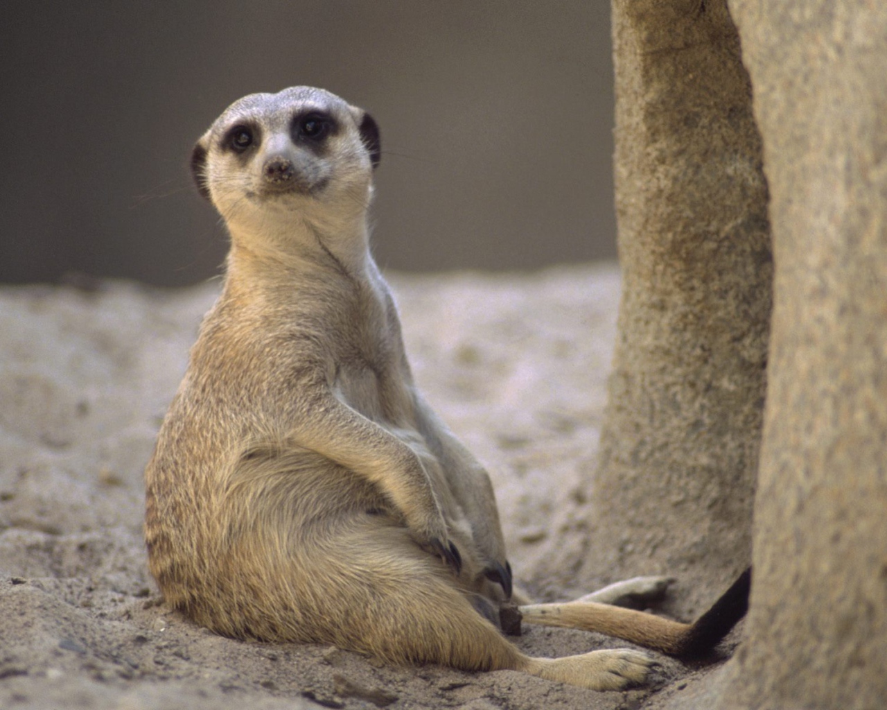 Отдых / Meerkat / Африка