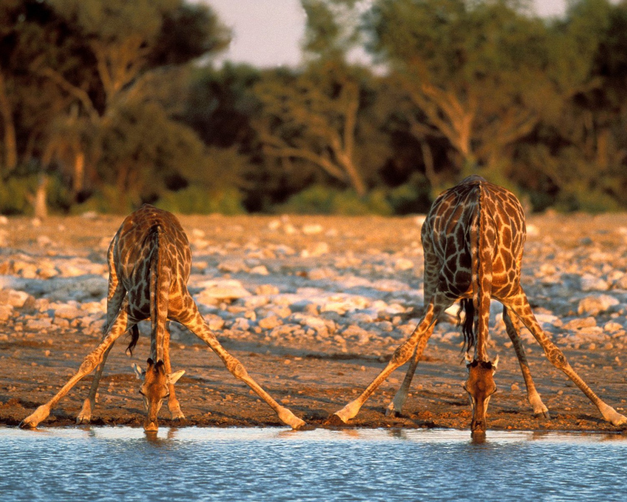 Измученные жаждой Жирафы / Etosha Национальный Парк / Намибия / Африка