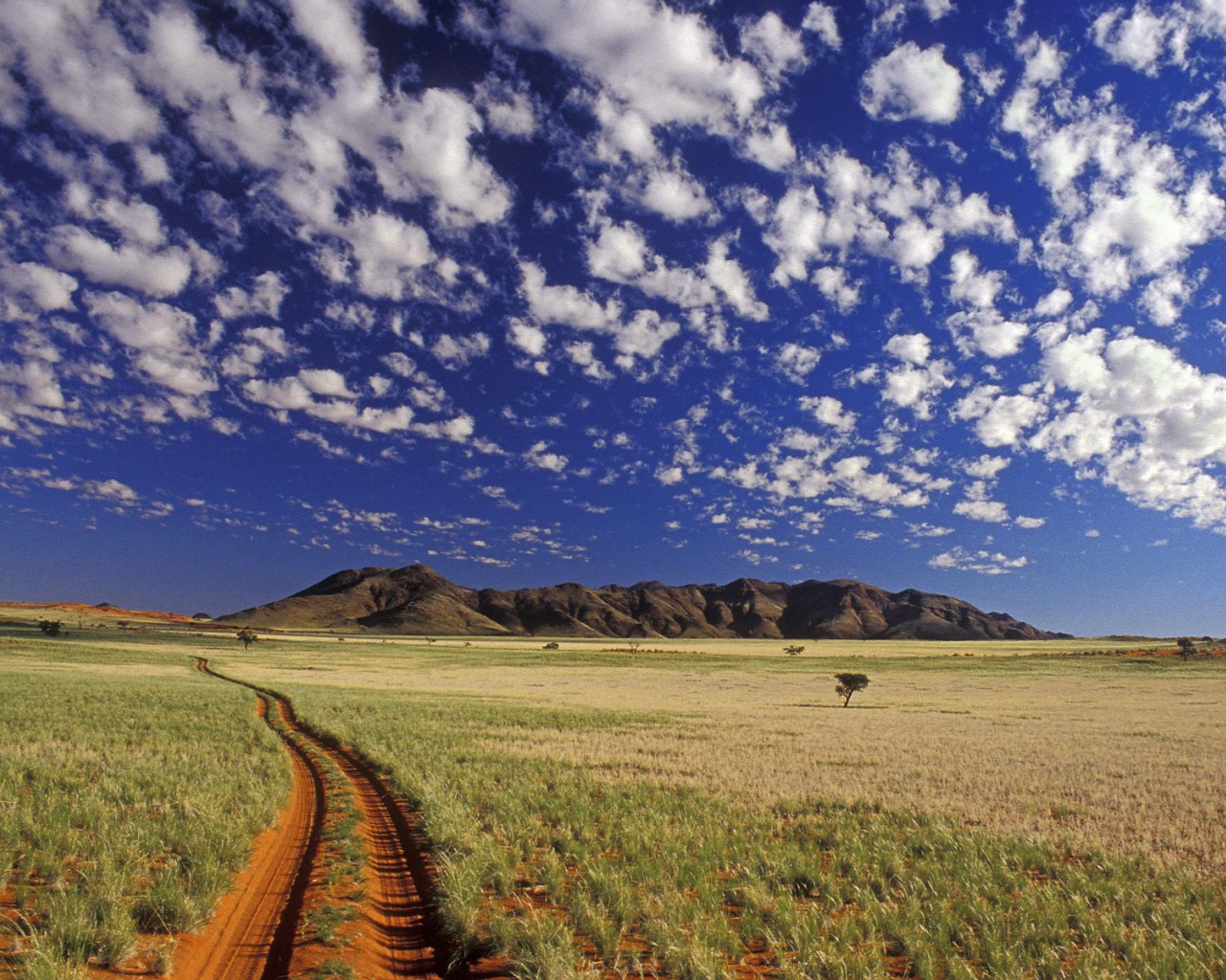 Ток токки / Пустыня Намиб / Намибия / Африка