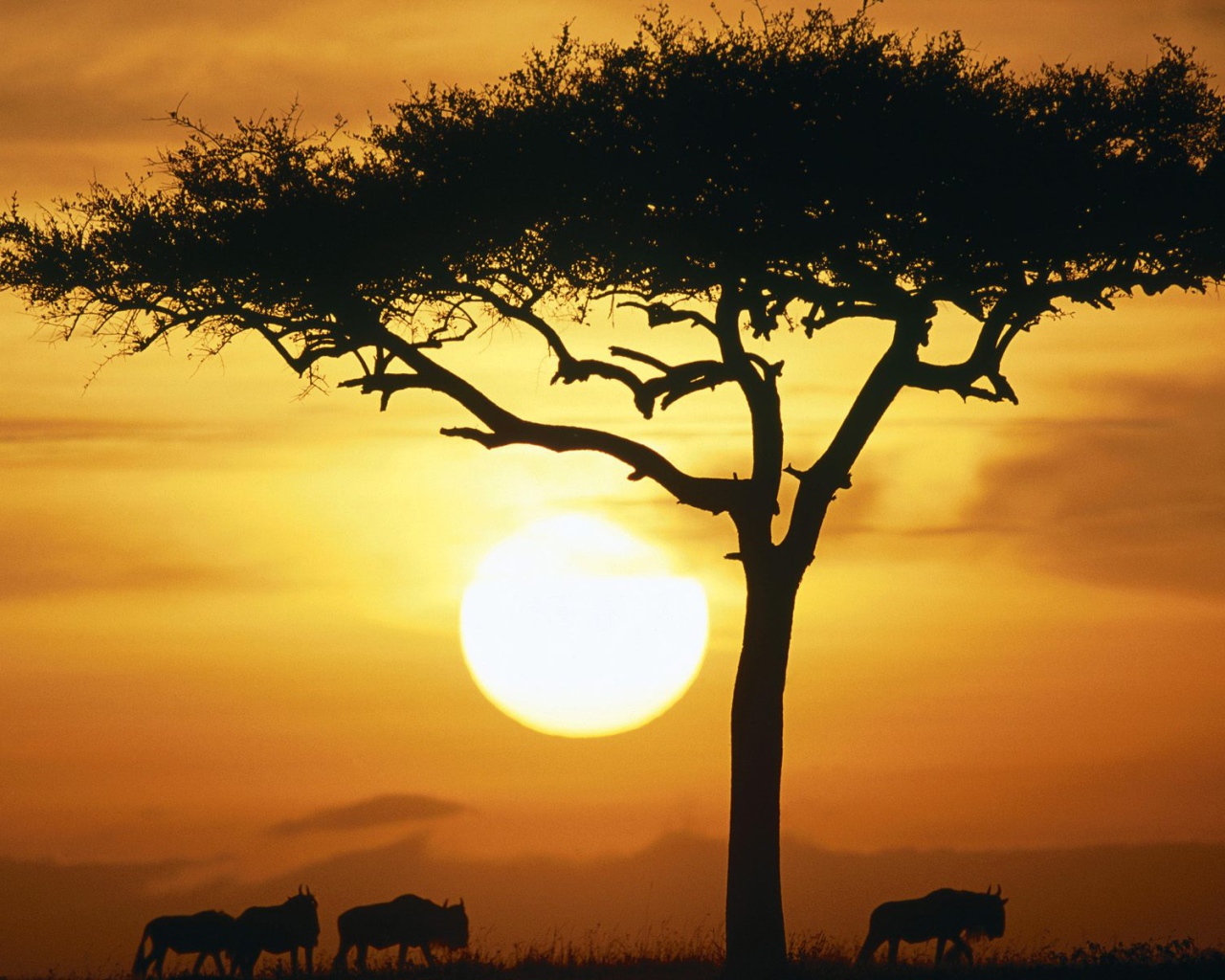 Синие Дикие животные в Восходе солнца / Масаи Мара / Кения / Африка