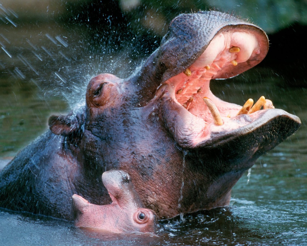 Bathing Hippopotamuses / Africa