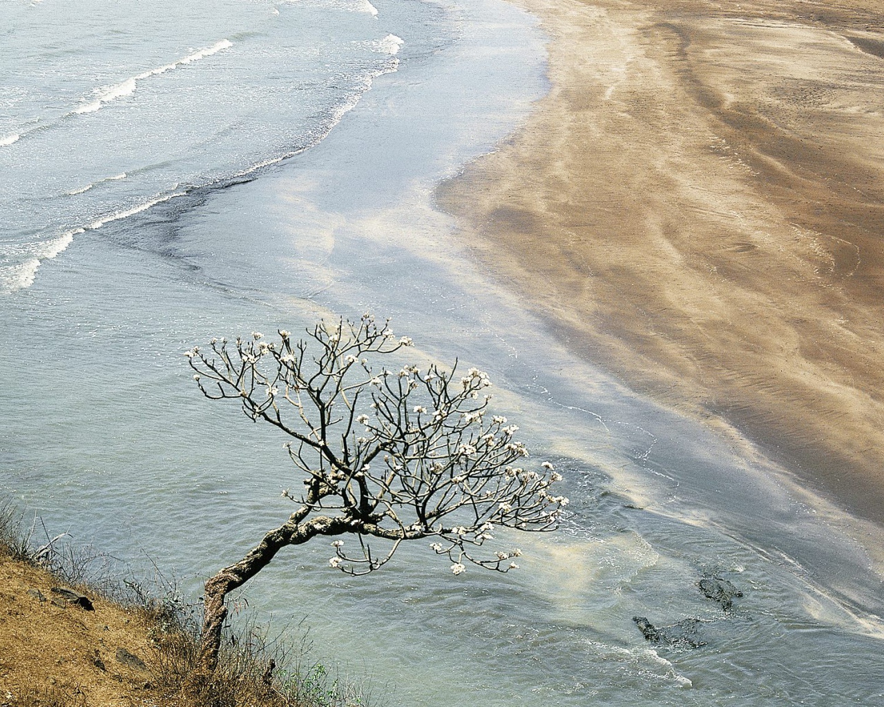 Дерево Champak / Махараштра / Индия