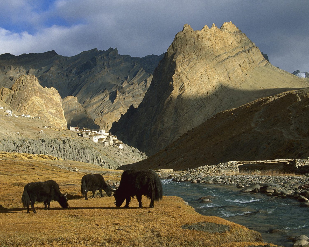  Яки / Рядом с Деревней Фотоскар / Ладакх / Индия