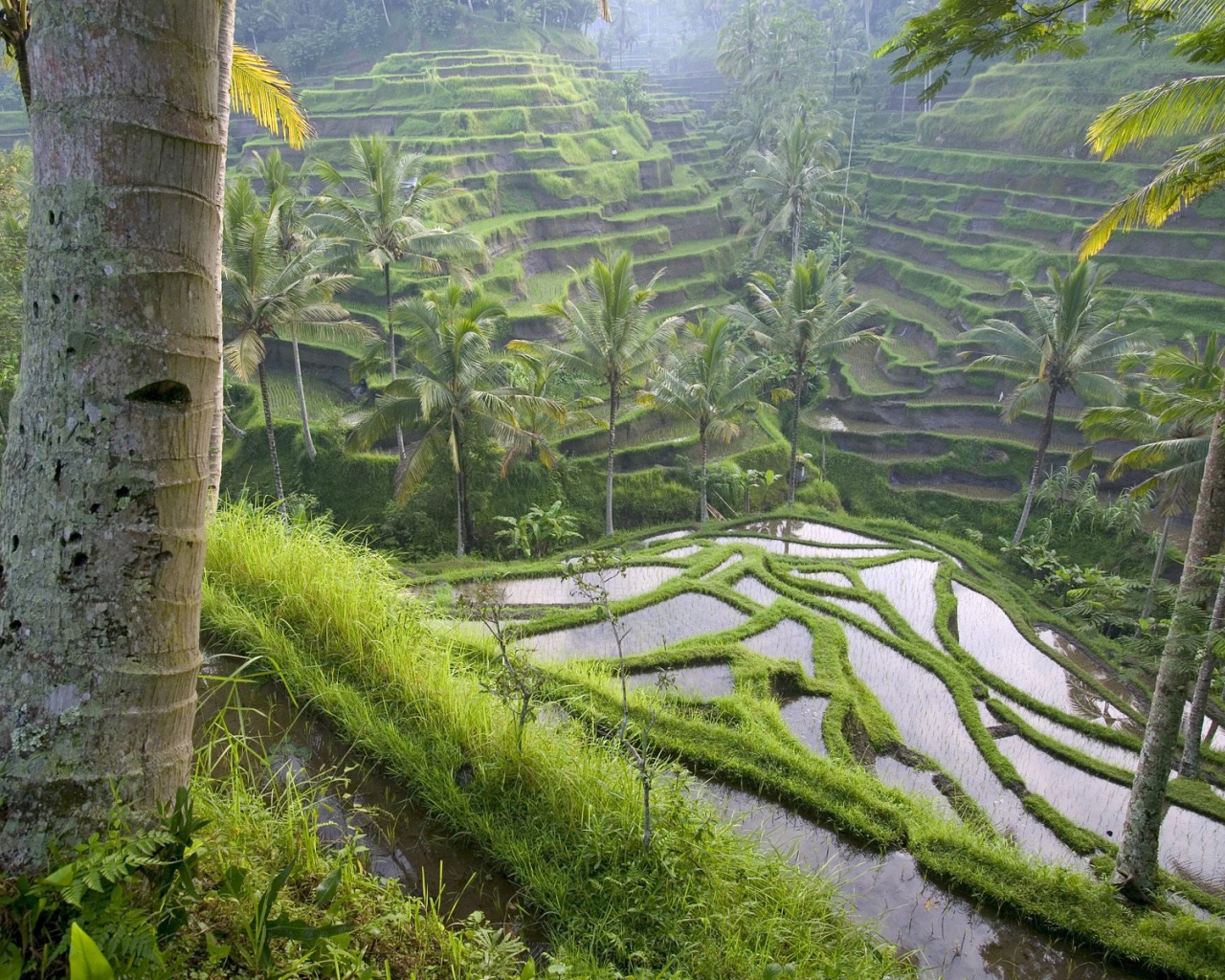 Terraced Rice Paddies / Ubud Area / Bali / Indonesia