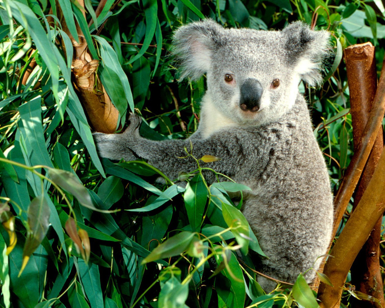 Коала / Австралия
