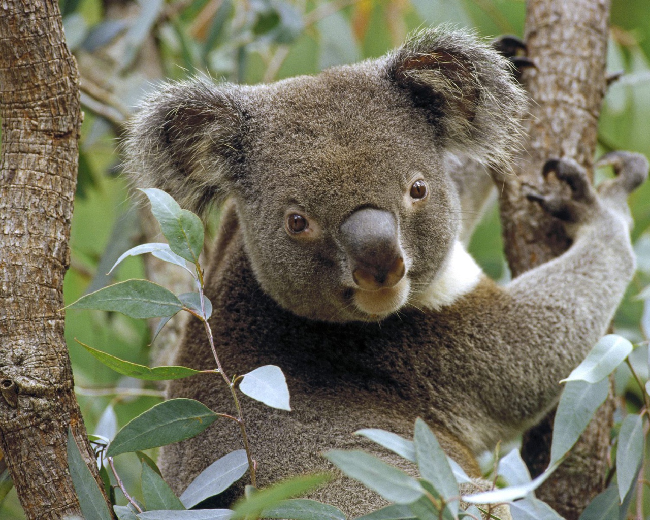 Коала на Дереве Эвкалипта / Австралия
