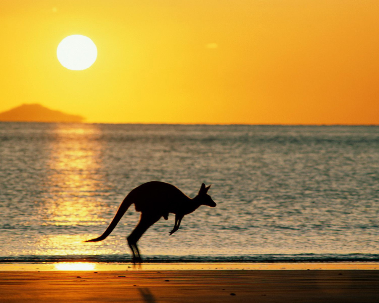 Кенгуру - Австралия