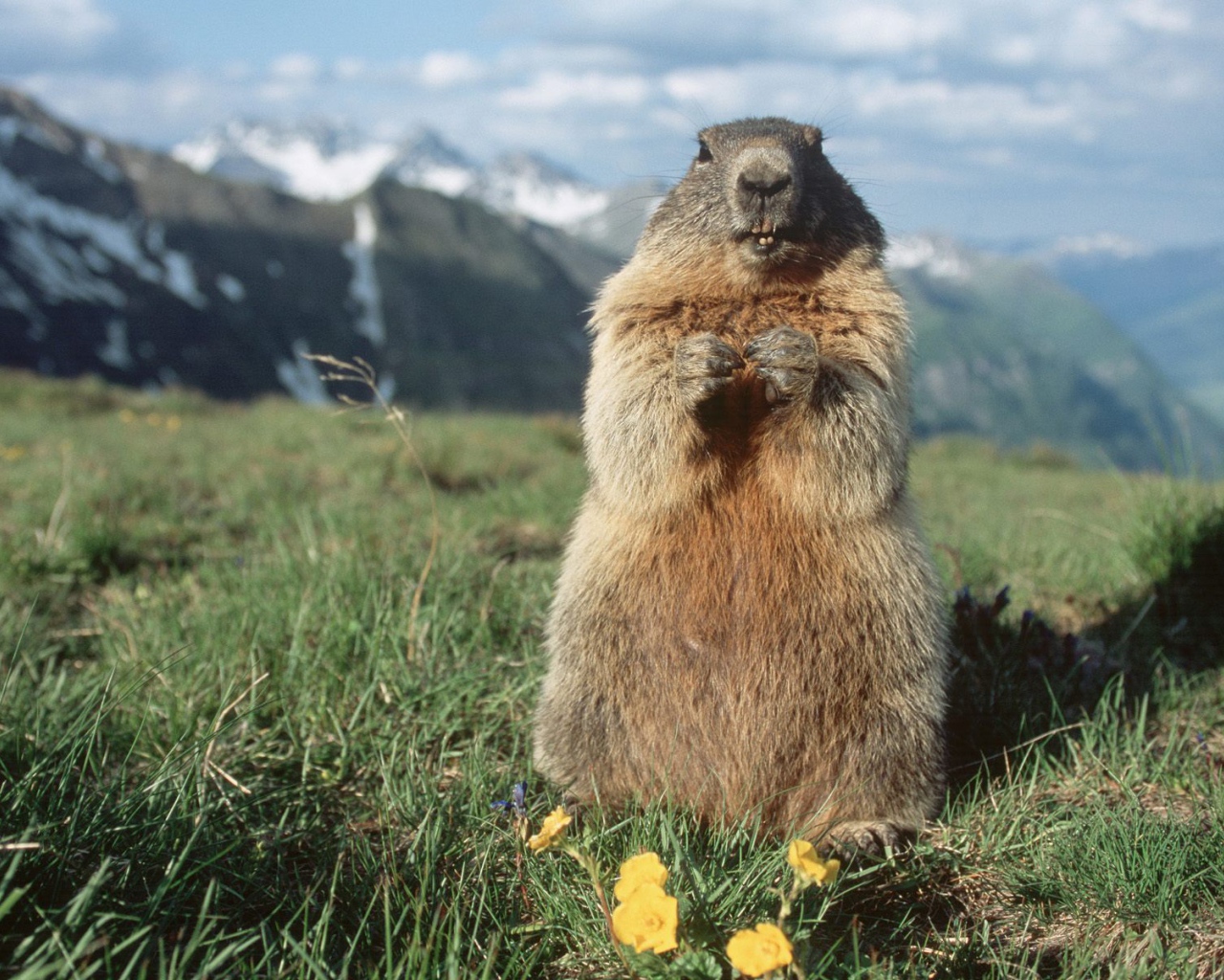 Альпийский Сурок, Hohe Tauern