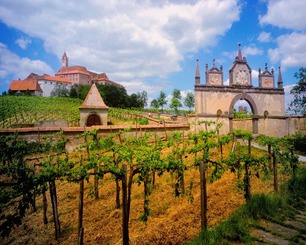 Австрийский Виноградник