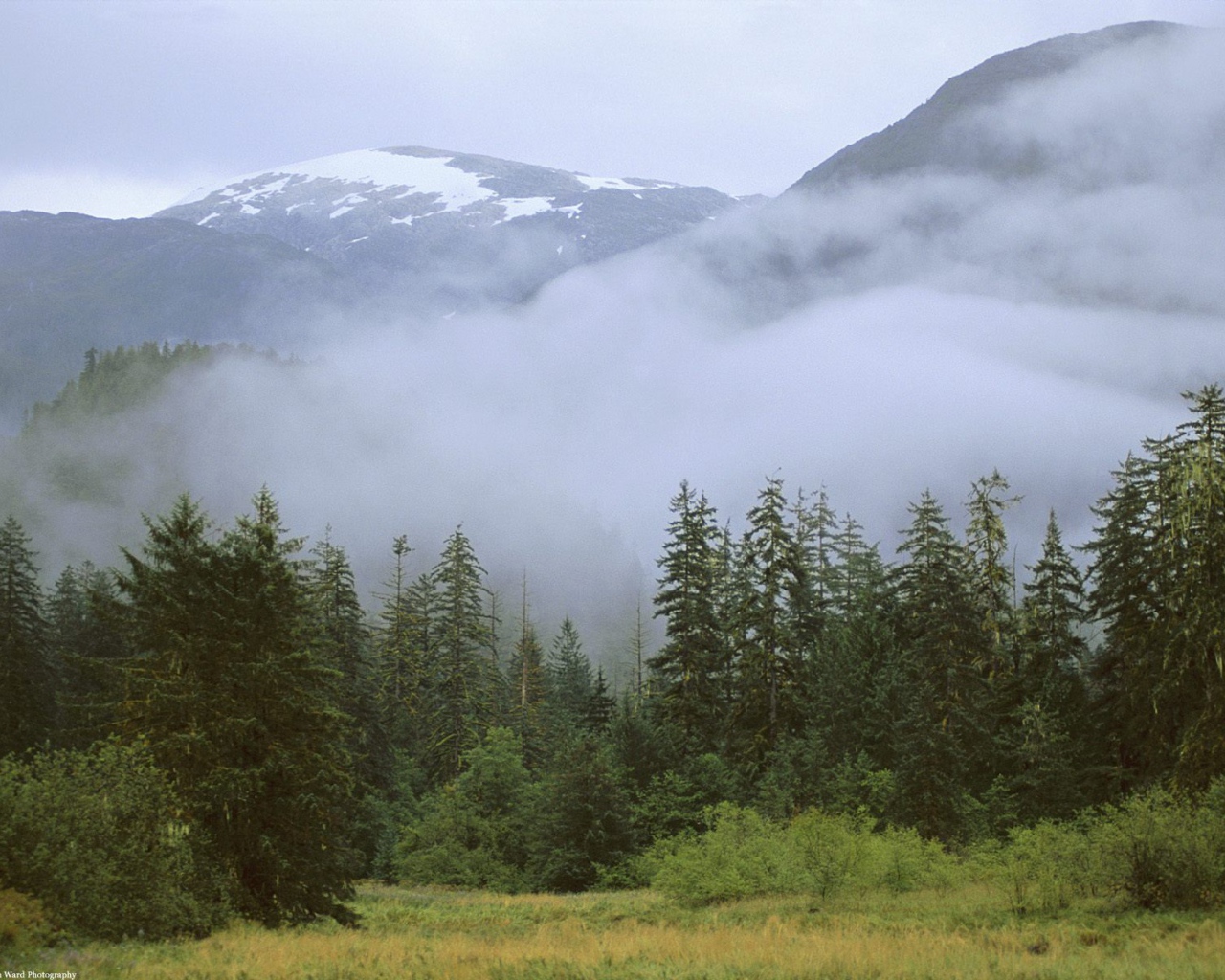 Дождливый лес