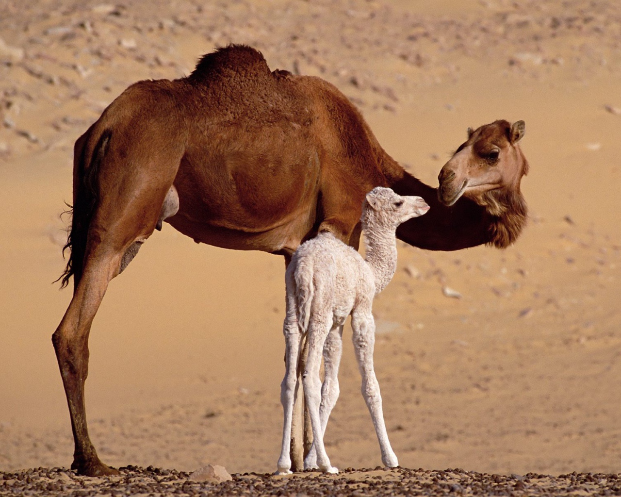 Верблюды, Сахара