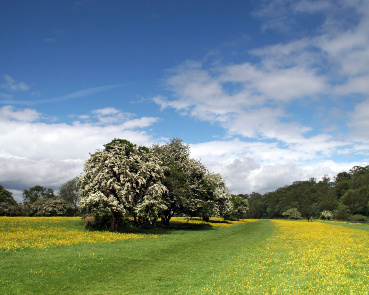 Прибрежная полоса Лютиков