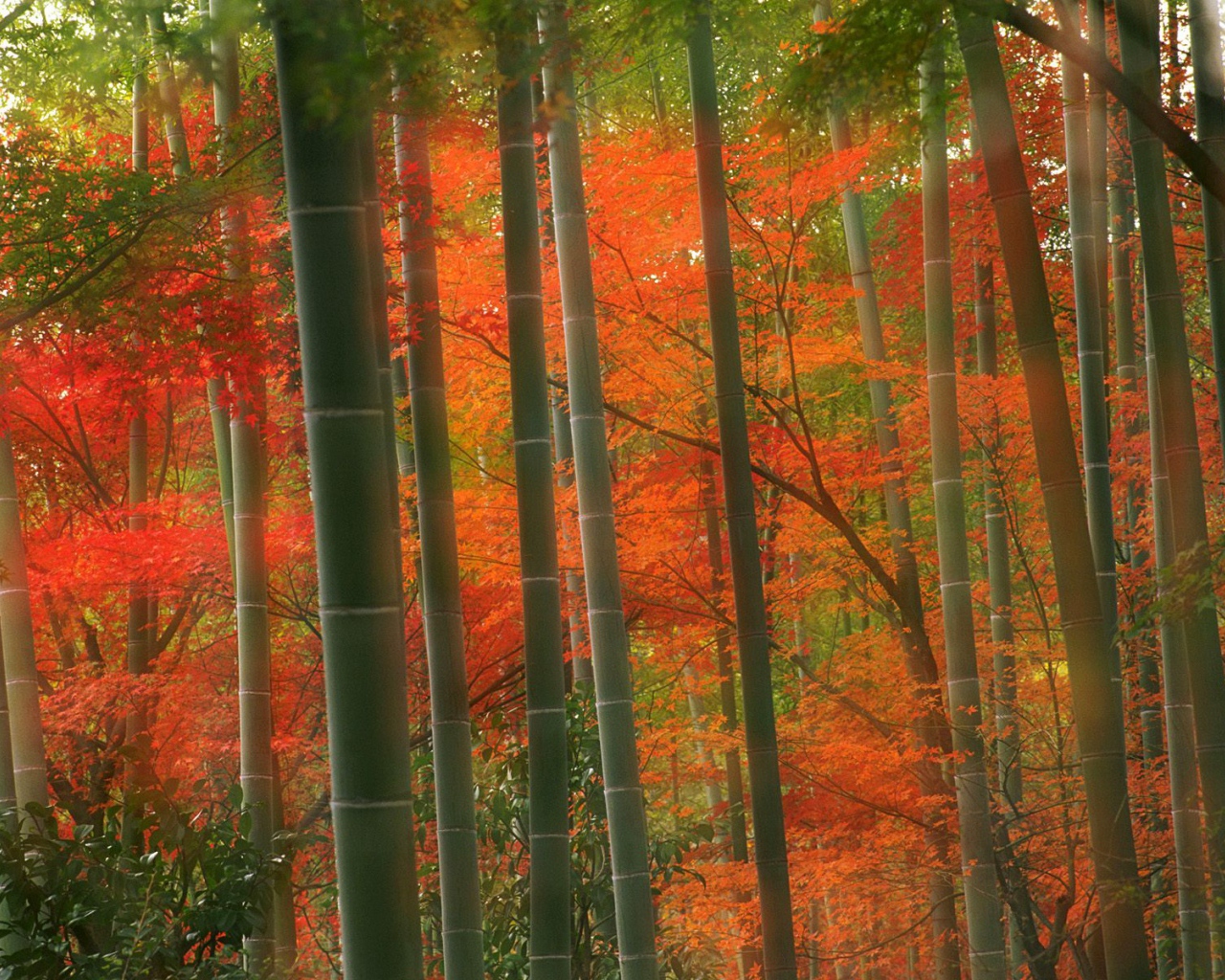 Бамбуковый Лес, парк Arashiyama, Киото, Япония