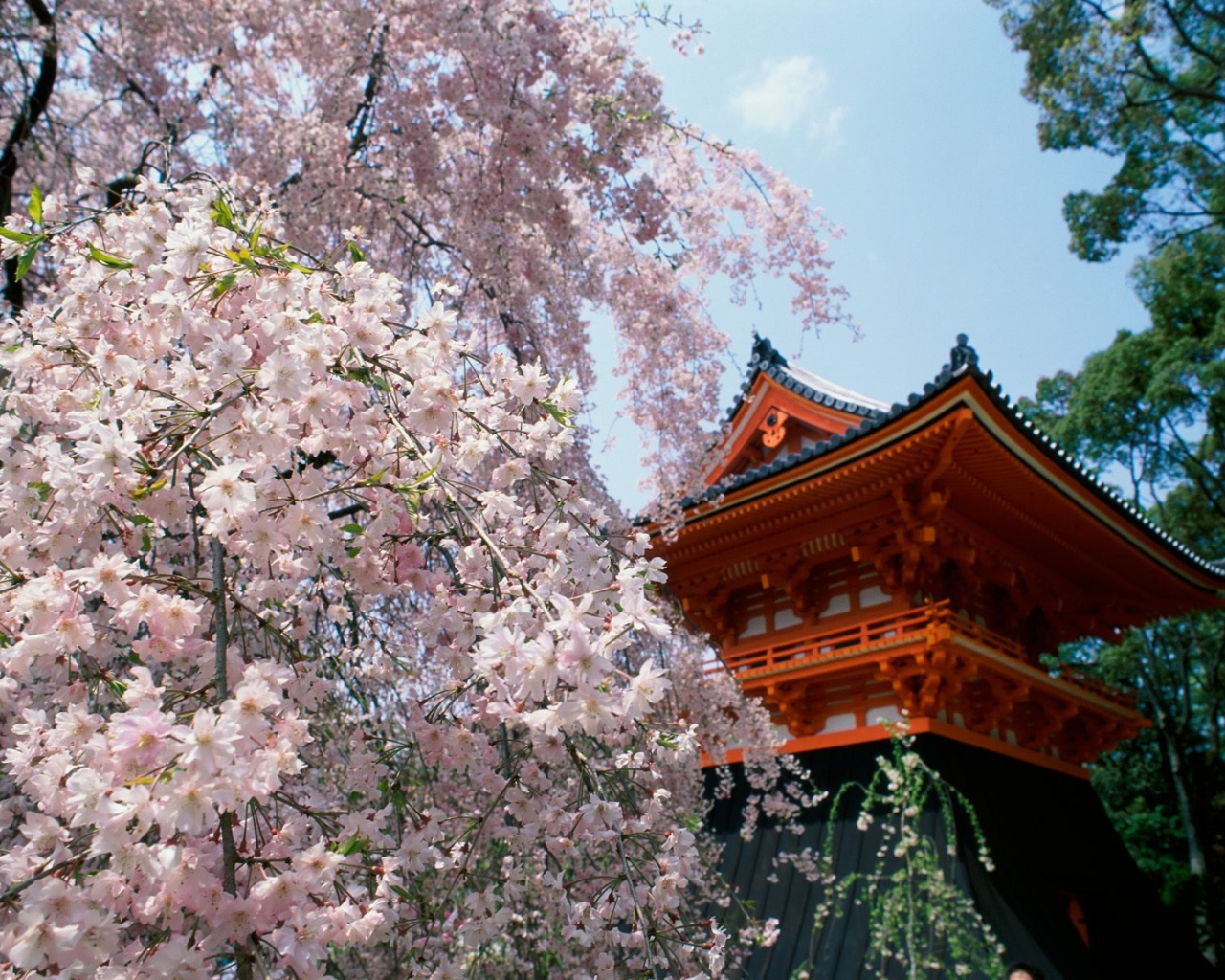 Вишневые расцветы, Храм Ninnaji, Киото, Япония