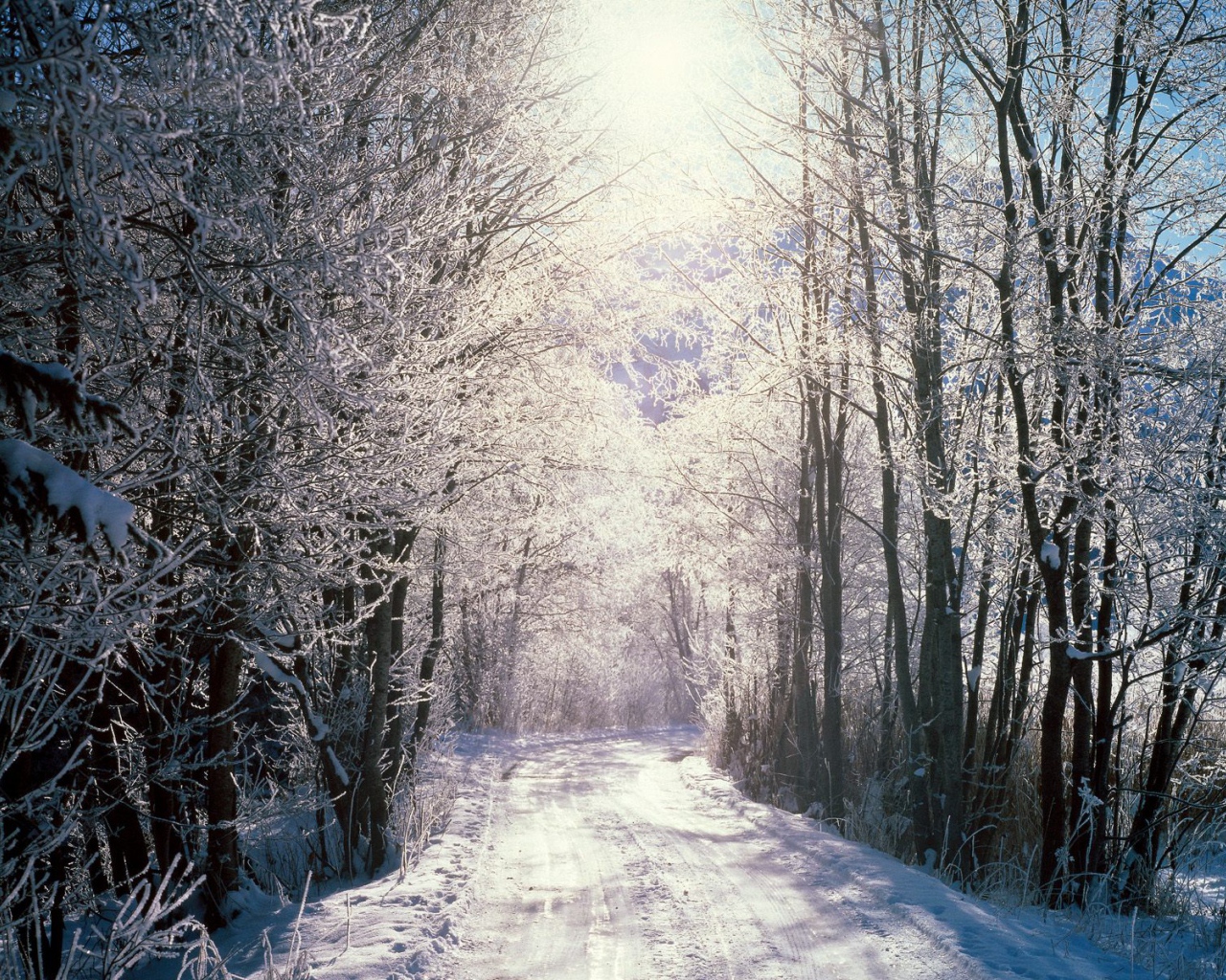 Снежный лес, Берн, Швейцария