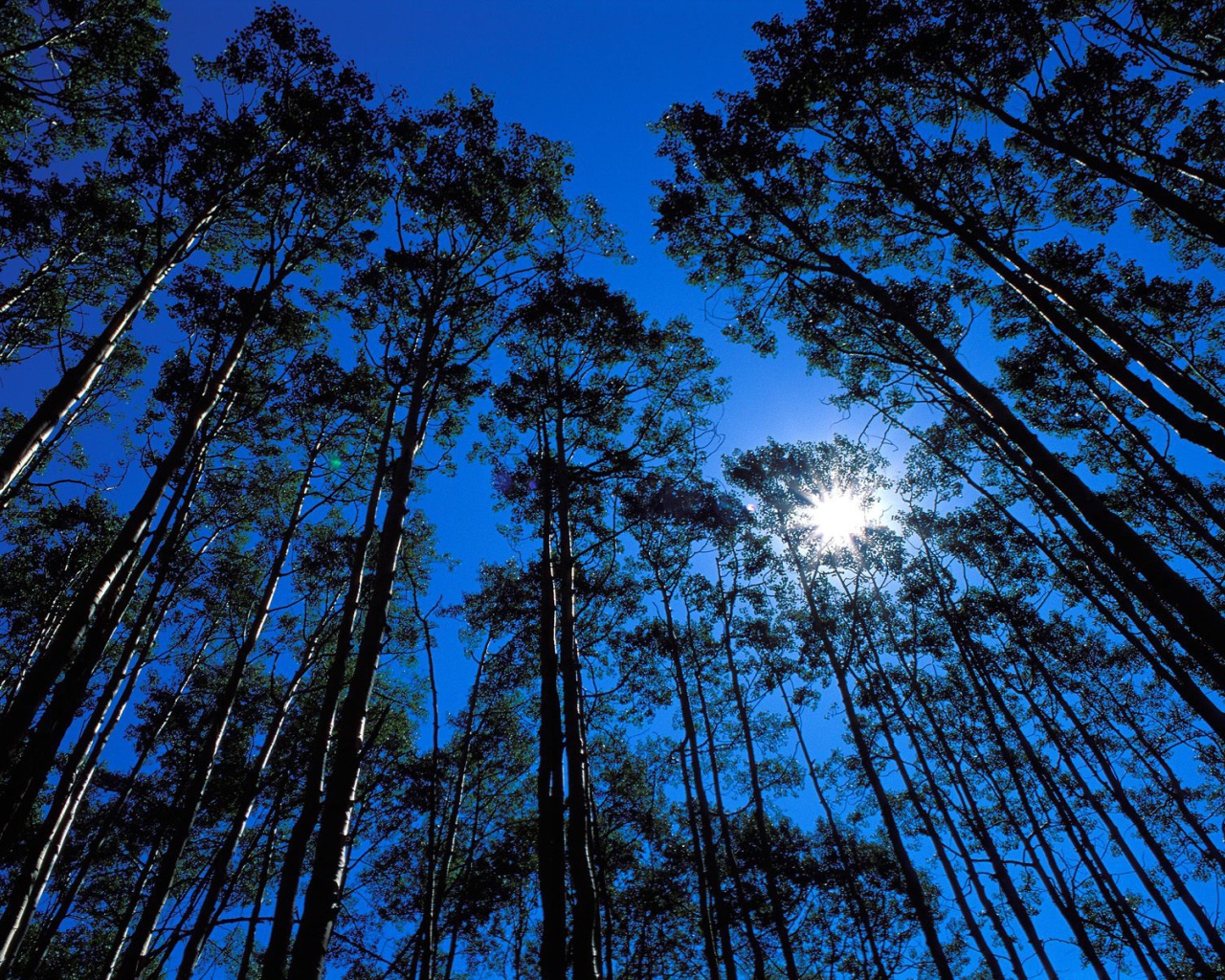 Дикая местность