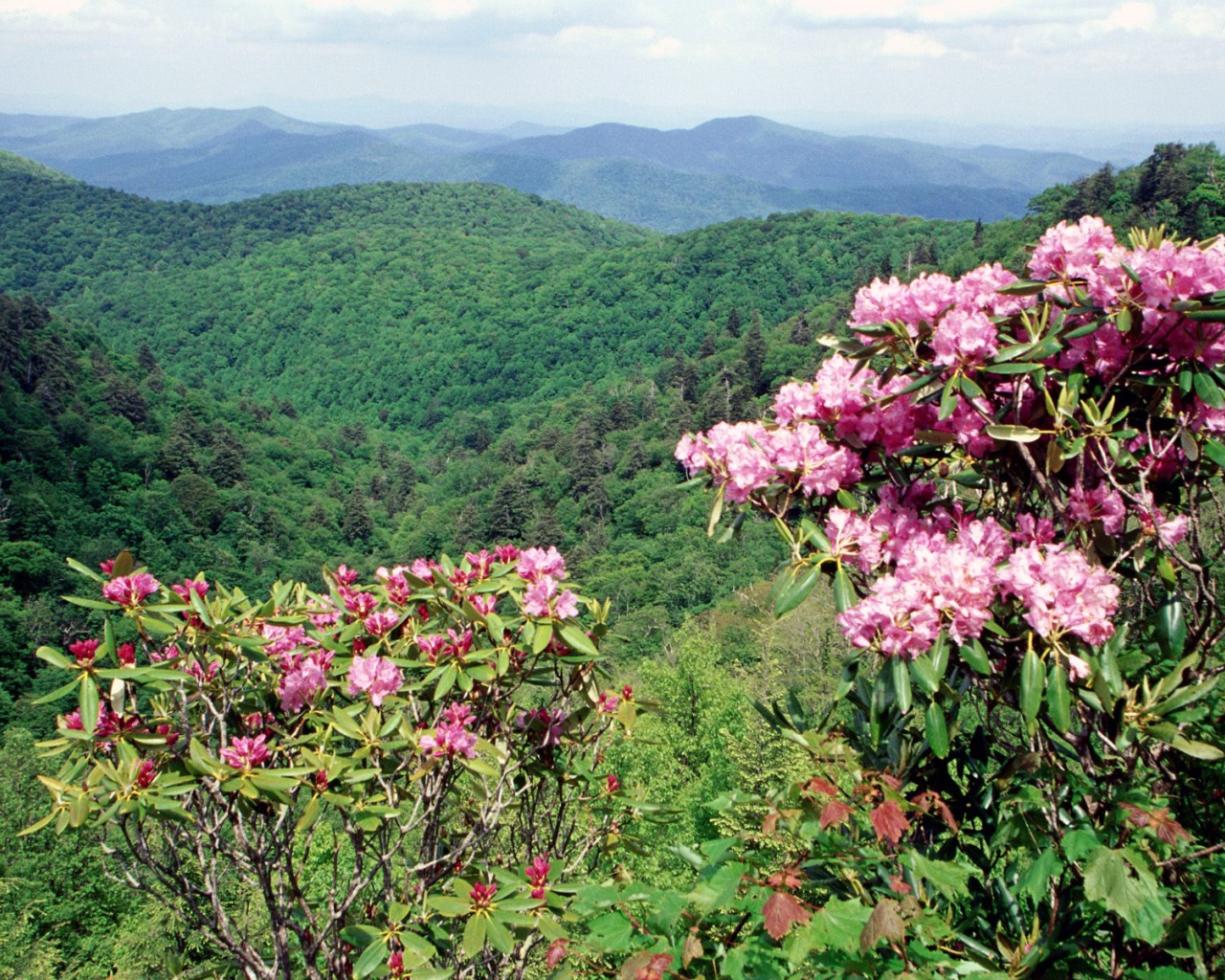Коса Голубого хребта США