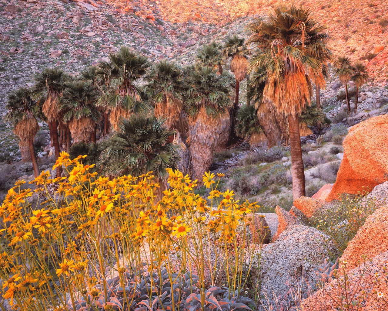 Brittebush в Восходе солнца США