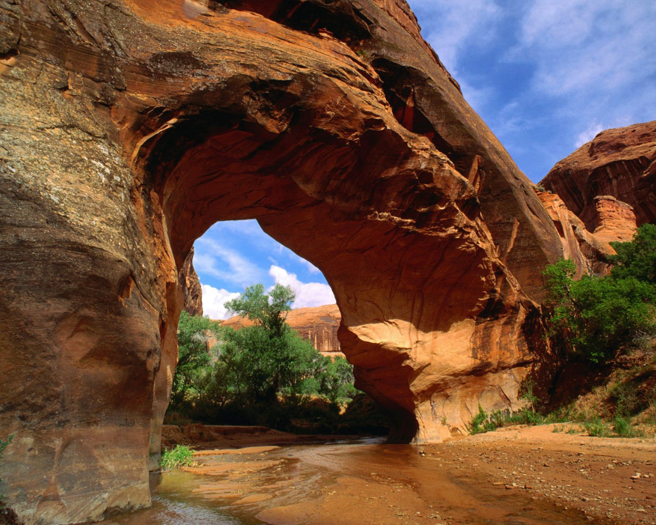 Американский волк Естественный Мост США