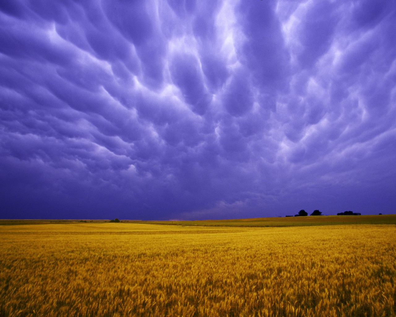 Поля Янтарных Зерен США