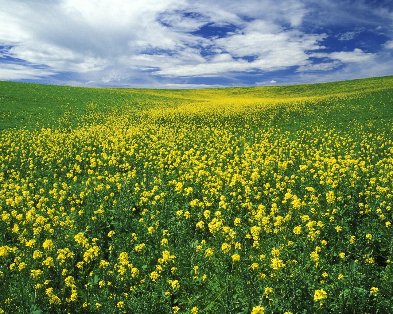 Область Горчицы