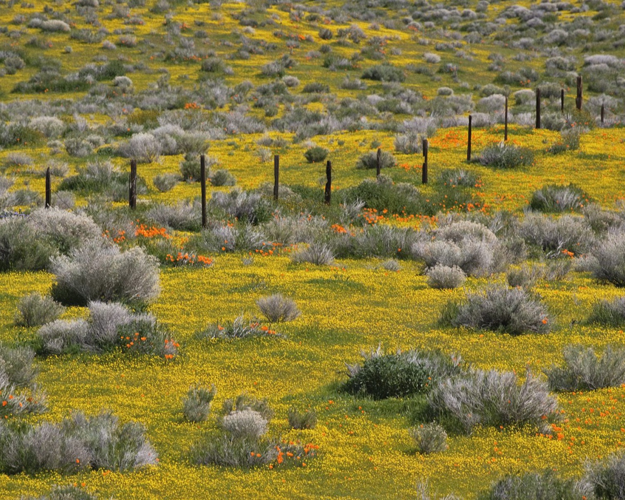 Золотые прииски, США