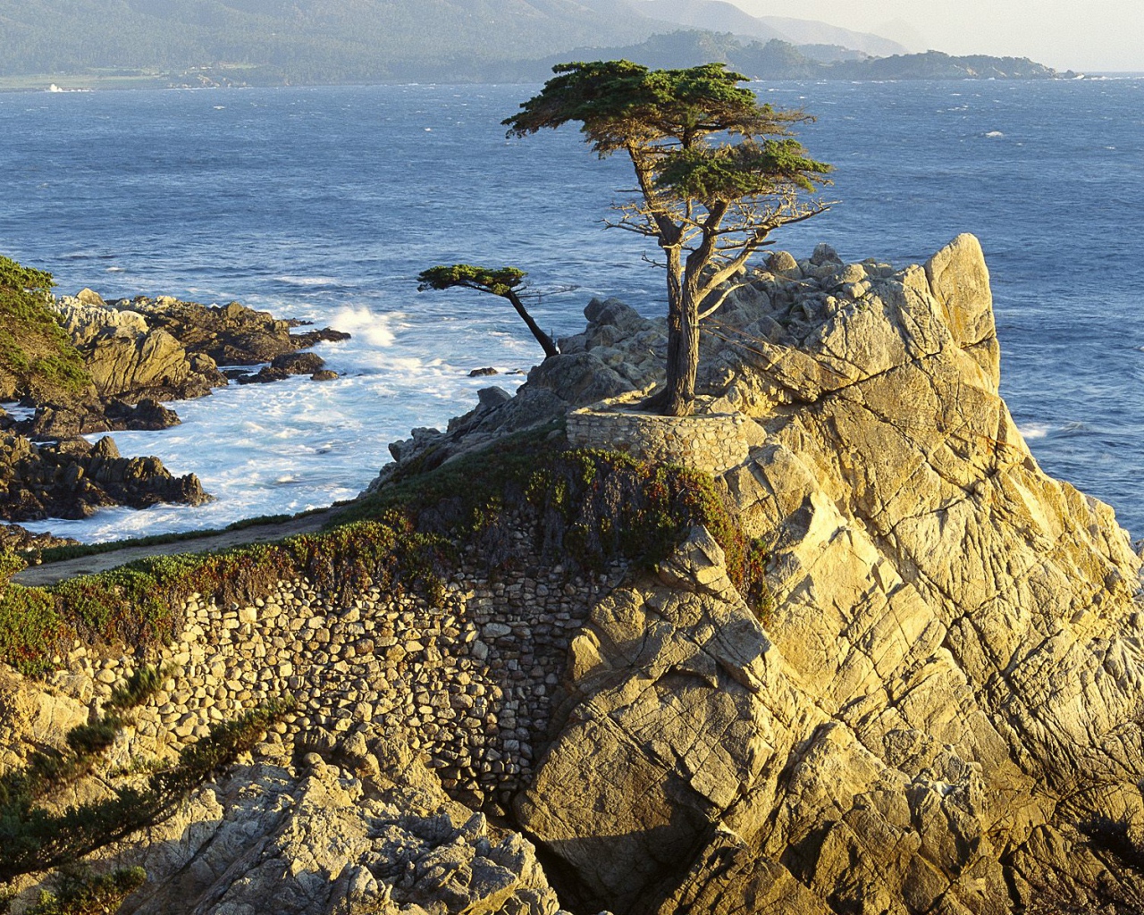 Кипарис Lono / Берег Гальки / Калифорния / США