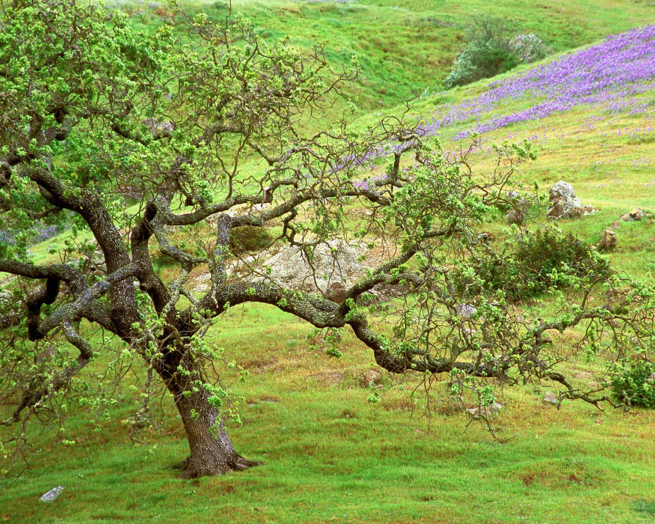 Дуб / Ручей Санта Розы / Калифорния / США