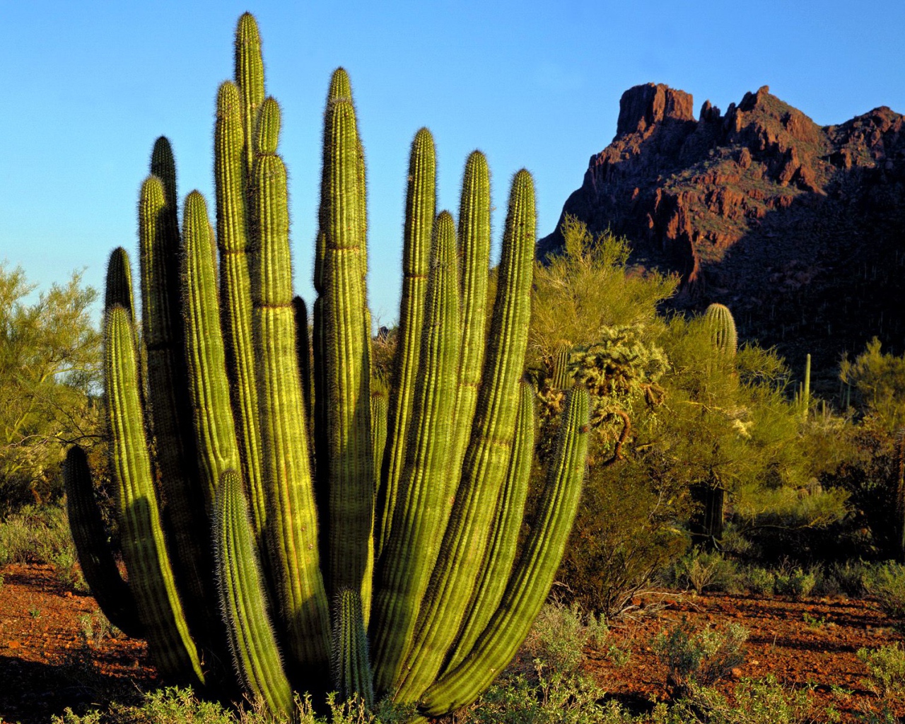 Кактус Труба Органа / Каньон Аламо / Аризона / США