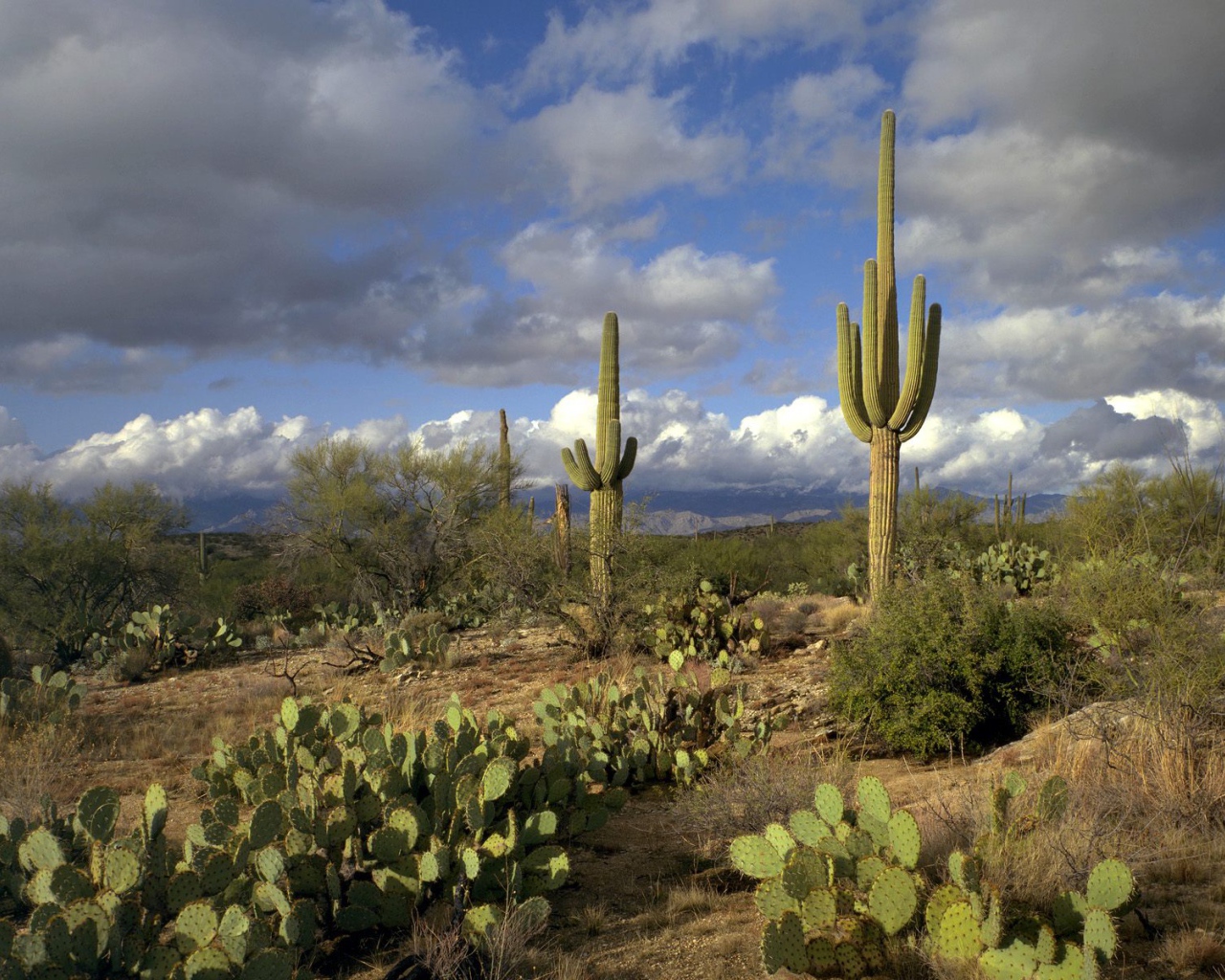 Сагуаро Национальный Парк / Аризона / США