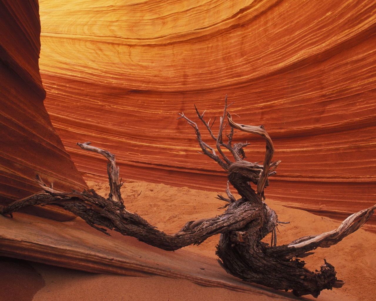 Гладкое Формирование скалы / Каньон Paria / Аризона / США