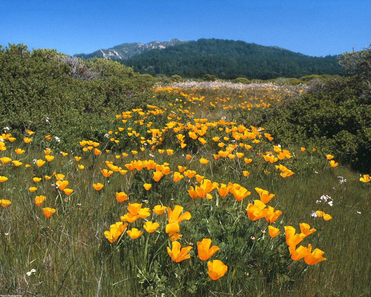 Желтая Дорога, США