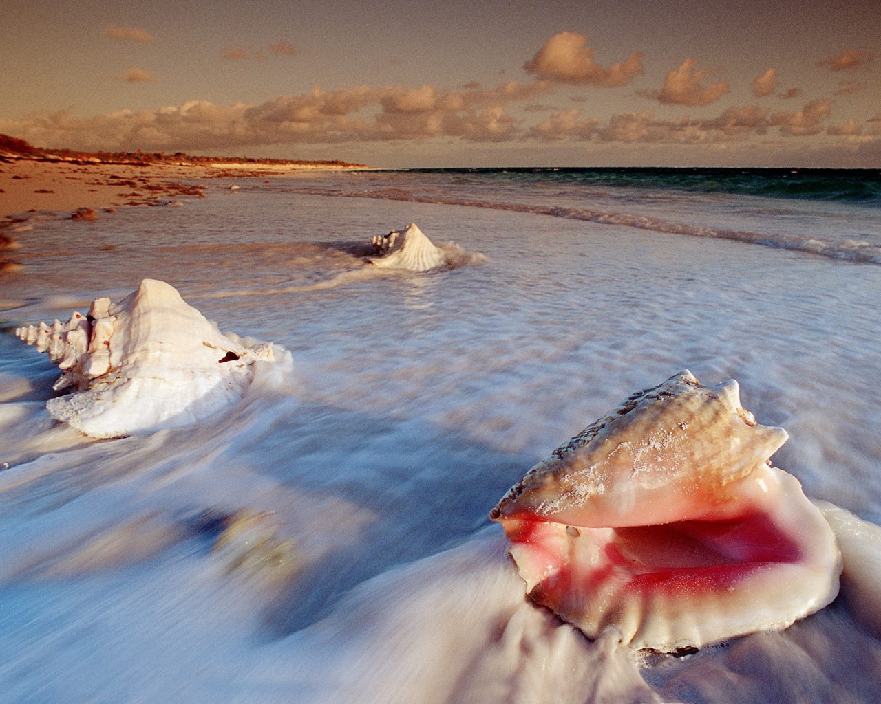 Большие раковины