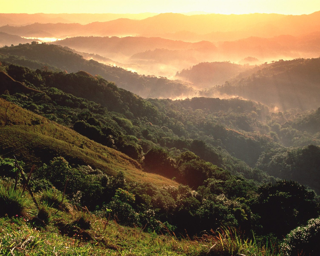 Тропический лес El Yunque