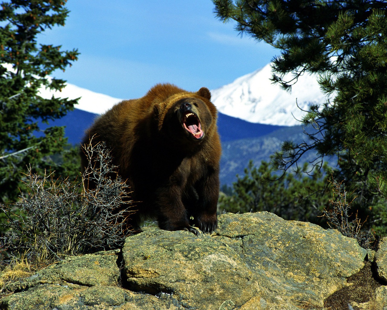 Злой медведь