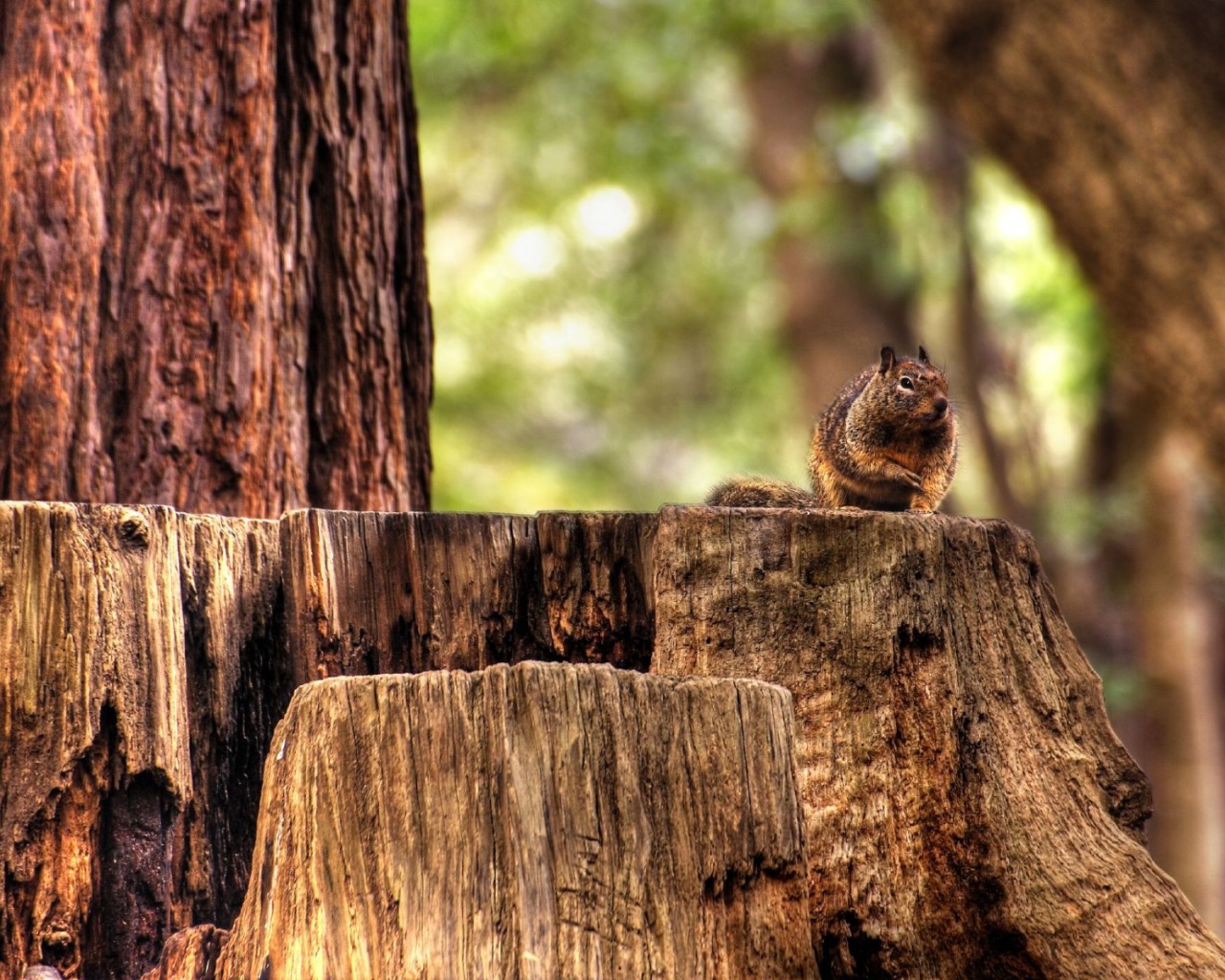 Белка на пеньке