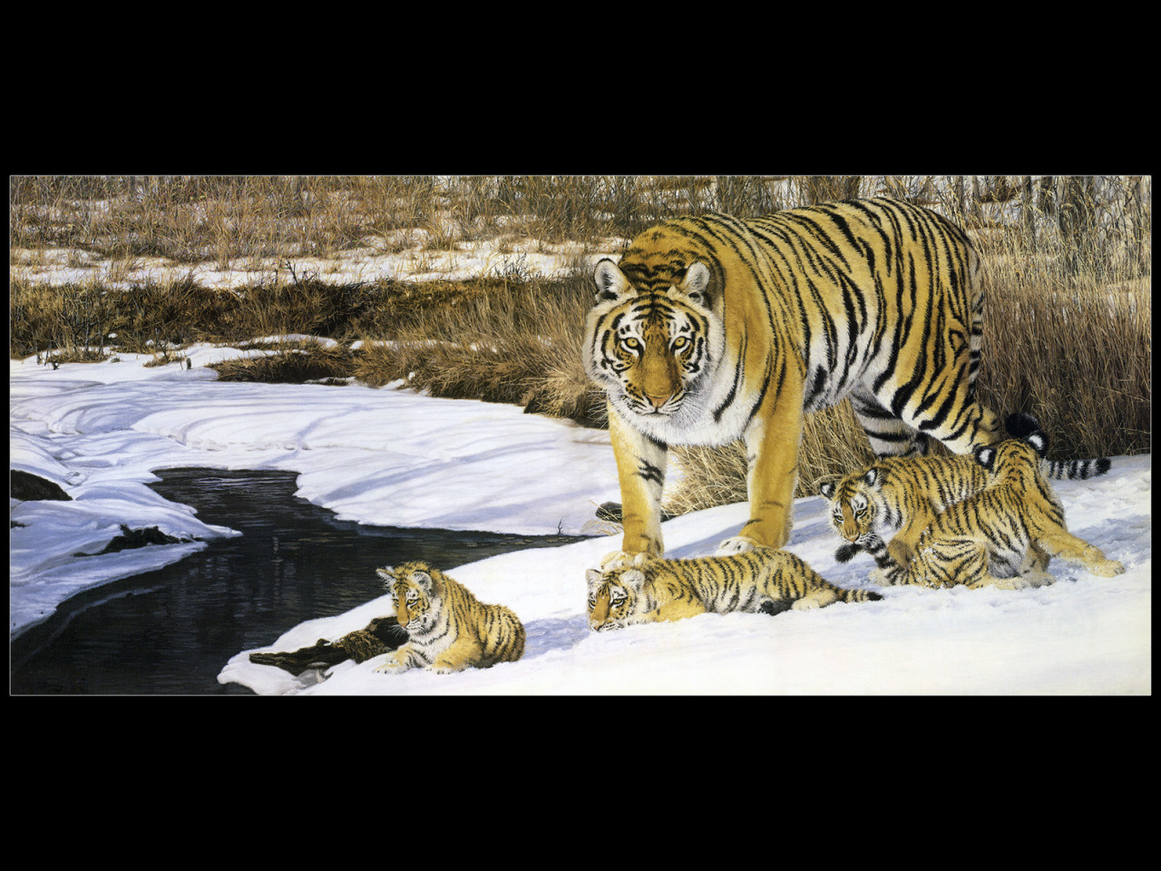 Полосатые тигры