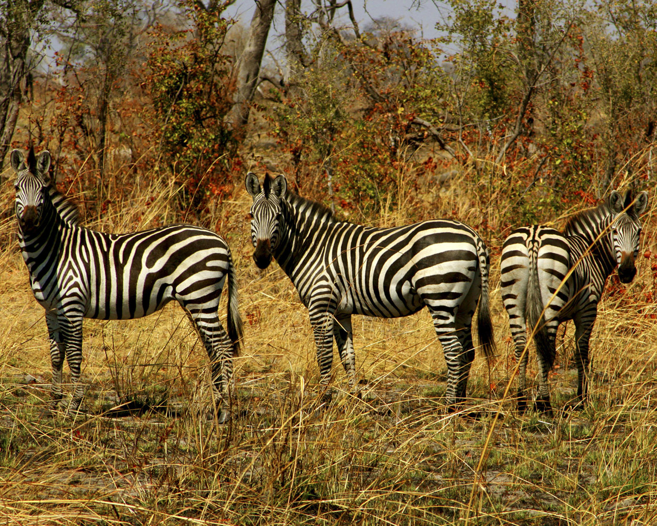 Семейство зебр