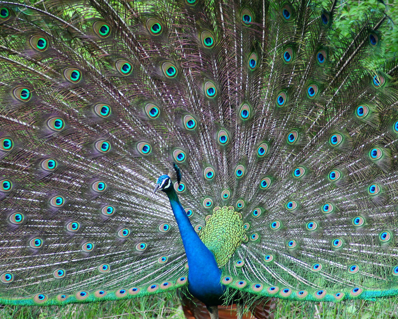 Красивый павлин