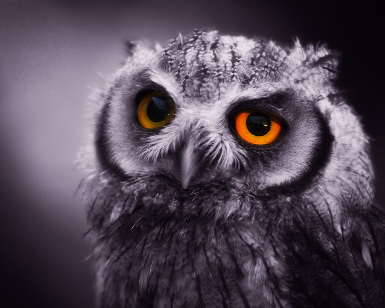 Ночная сова