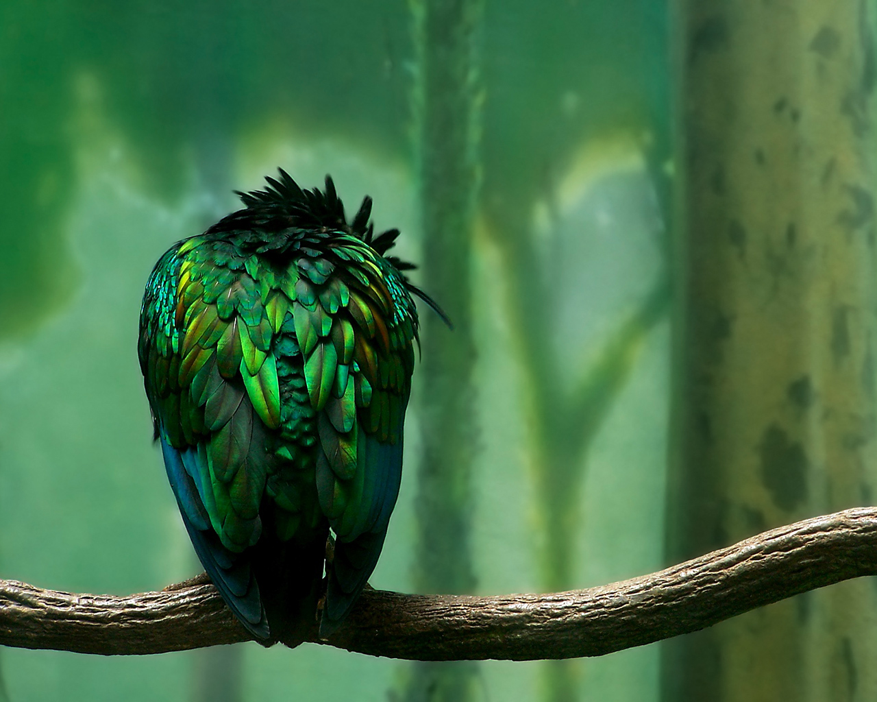 Попугай на ветке