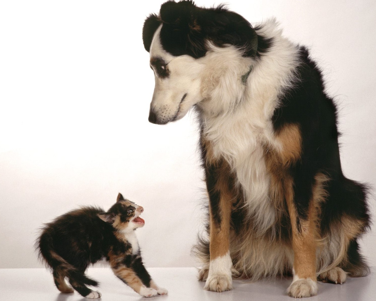 Превед блохастый