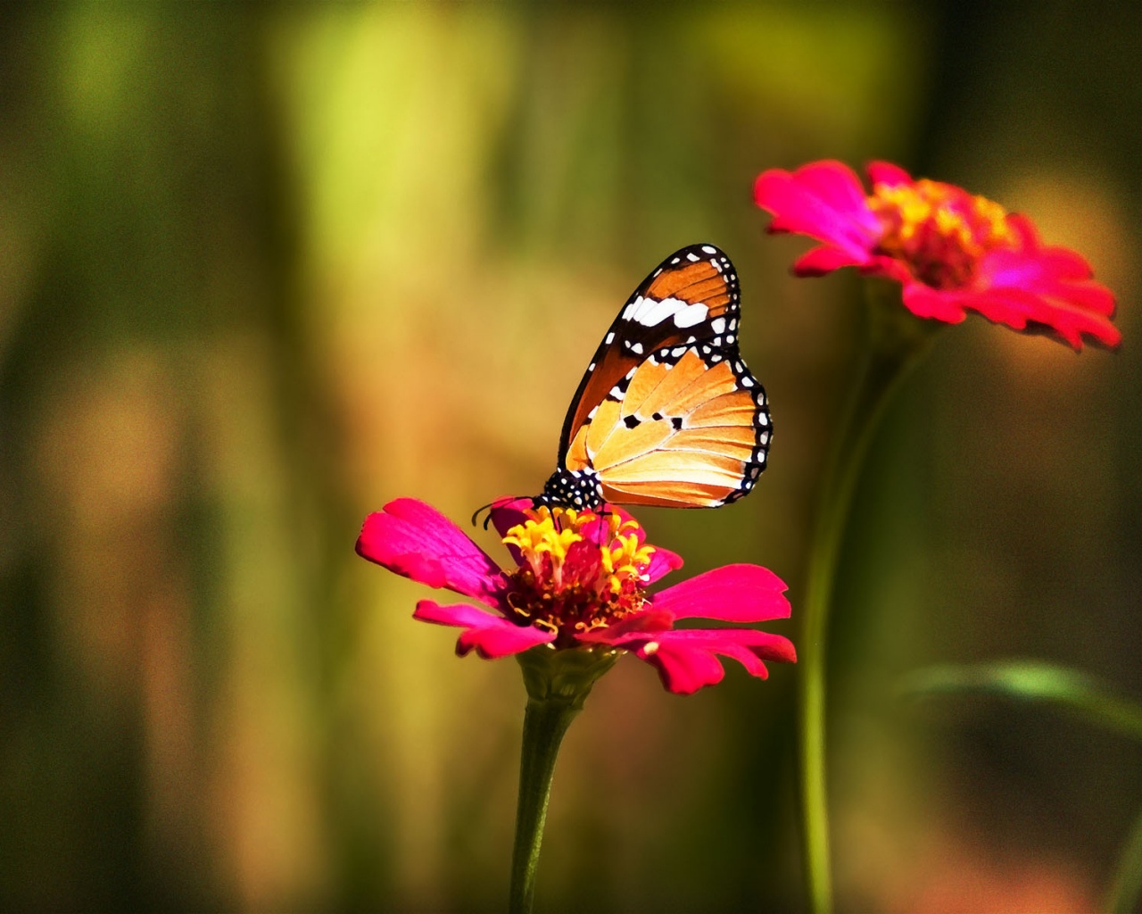 Красивая бабочка