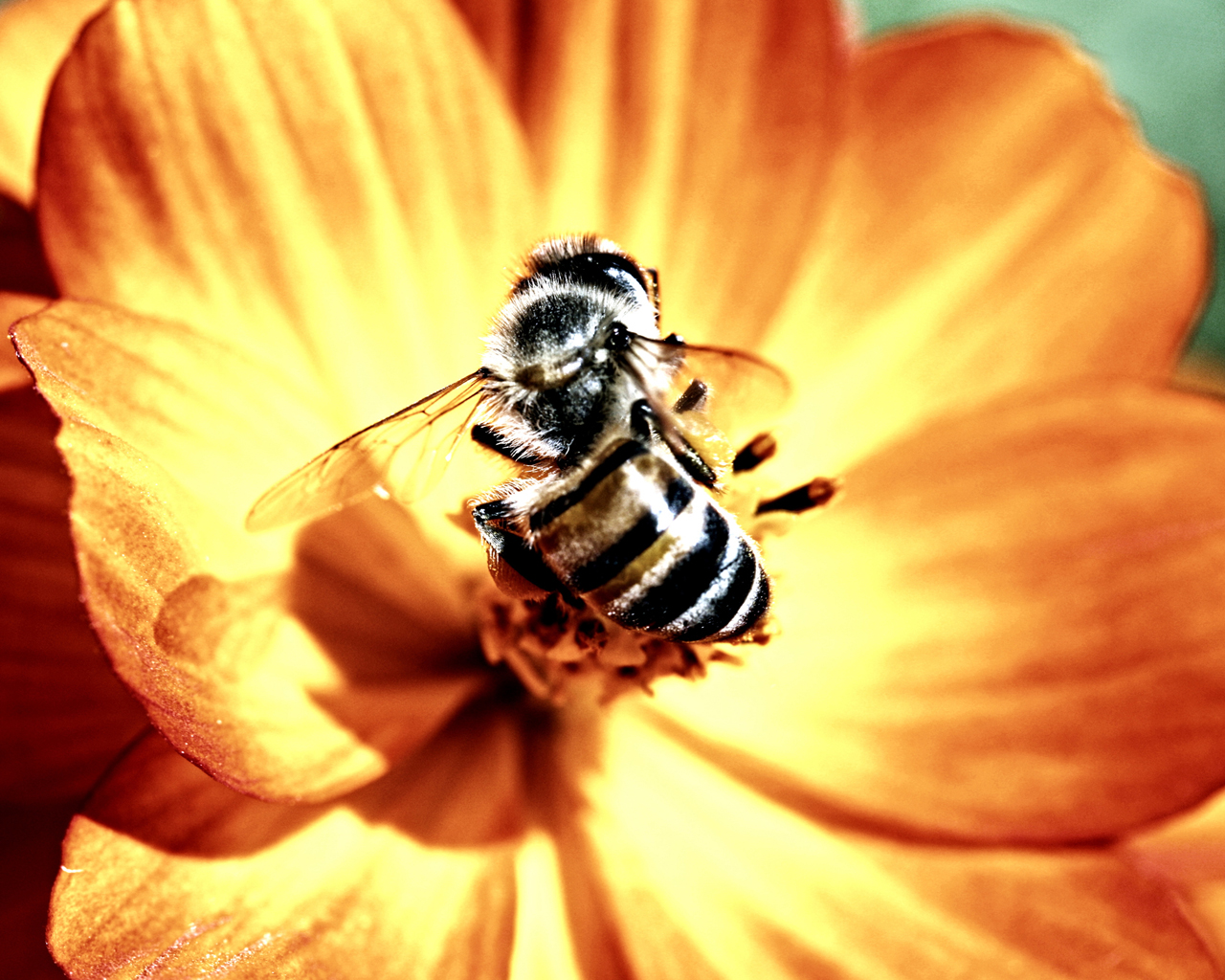 Пчела и цветок