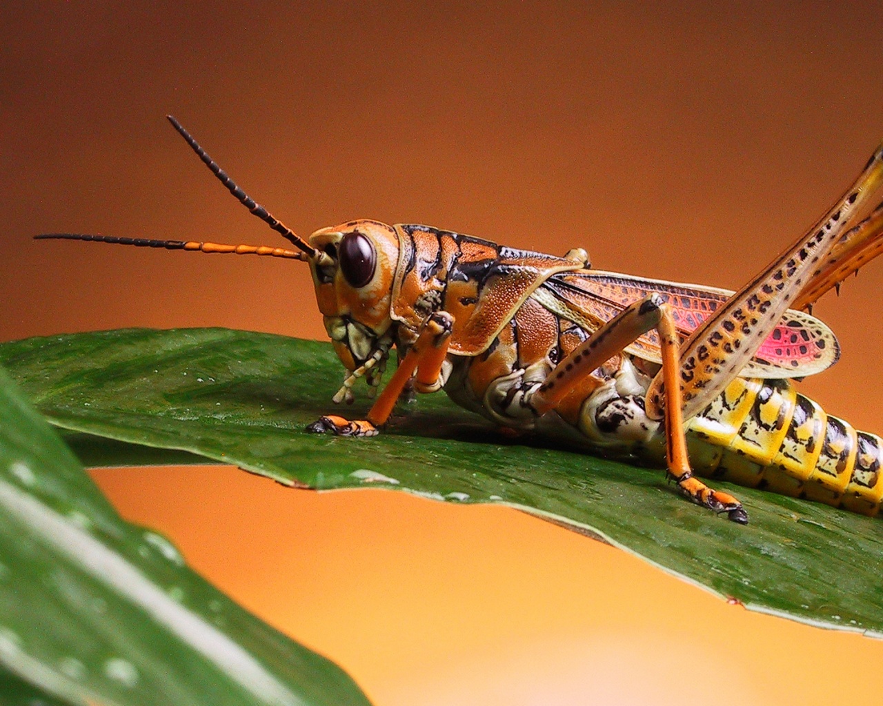 Красивый кузнечик