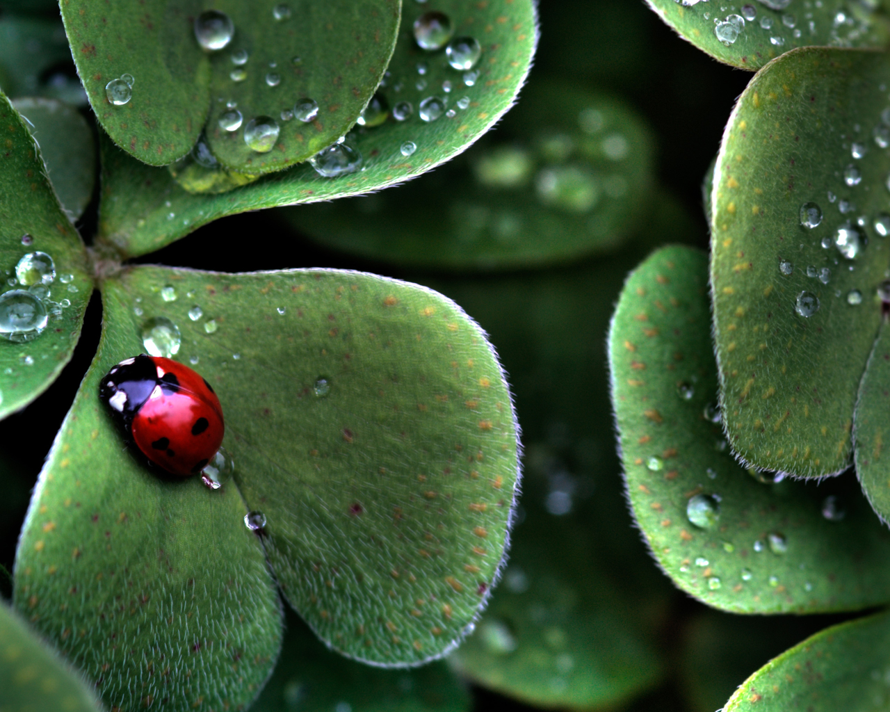 Божья коровка